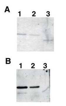 Anti-Red Fluorescent Protein Antibody Chemicon&#174;, from chicken