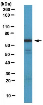 Anti-Netrin-1 Antibody serum, from rabbit