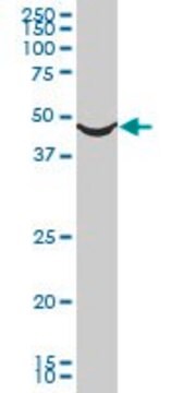 Monoclonal Anti-ADRA1A, (N-terminal) antibody produced in mouse clone 5G8, purified immunoglobulin, buffered aqueous solution