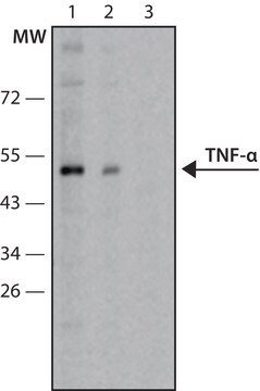 抗腫瘍壊死因子-&#945; ウサギ宿主抗体 IgG fraction of antiserum, buffered aqueous solution