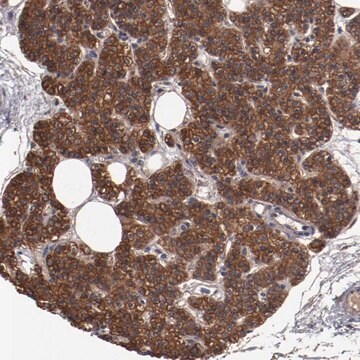 Anti-DNAAF2 antibody produced in rabbit Ab1, Prestige Antibodies&#174; Powered by Atlas Antibodies, affinity isolated antibody, buffered aqueous glycerol solution