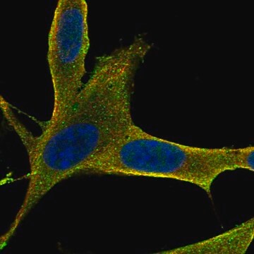 Anti-Ramp3 Antibody Produced In Rabbit Prestige Antibodies&#174; Powered by Atlas Antibodies, affinity isolated antibody, buffered aqueous glycerol solution