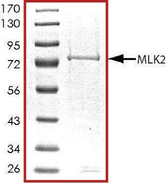 MLK2 (1-446)、活性型、GSTタグ融合 ヒト PRECISIO&#174; Kinase, recombinant, expressed in baculovirus infected Sf9 cells, &#8805;70% (SDS-PAGE), buffered aqueous glycerol solution