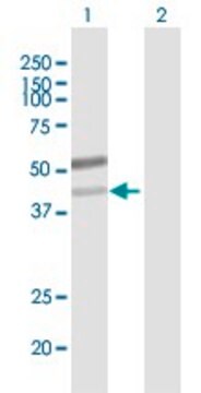 Anti-B3GN-T6 antibody produced in mouse purified immunoglobulin, buffered aqueous solution