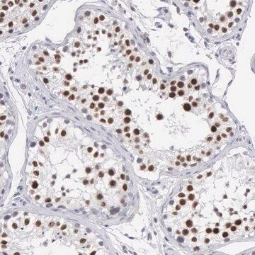 抗MNAT1 ウサギ宿主抗体 affinity isolated antibody, buffered aqueous glycerol solution