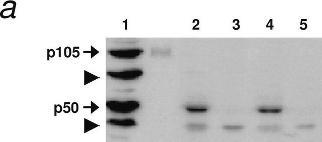 抗亨廷顿蛋白抗体，氨基酸2146-2541，克隆HU-2E8 ascites fluid, clone HU-2E8, Chemicon&#174;