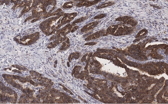 抗BIM抗体 クローン2O18 ZooMAb&#174;ウサギ・モノクローナル recombinant, expressed in HEK 293 cells