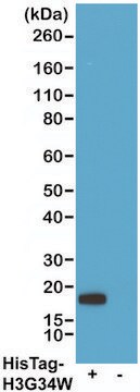 抗His-Tag嵌合抗体，人，单克隆 recombinant, expressed in HEK 293 cells, clone RMH01, purified immunoglobulin