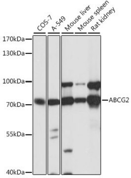 Anti-ABCG2 antibody produced in rabbit