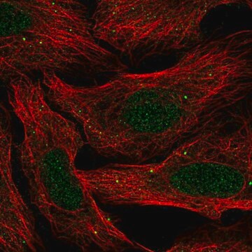 Anti-SLC30A3 antibody produced in rabbit Prestige Antibodies&#174; Powered by Atlas Antibodies, affinity isolated antibody