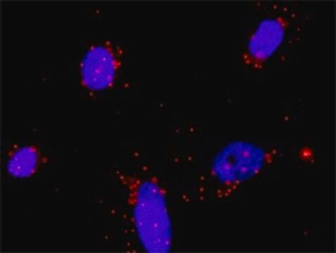 Anti-FGF23 antibody produced in mouse purified immunoglobulin, buffered aqueous solution