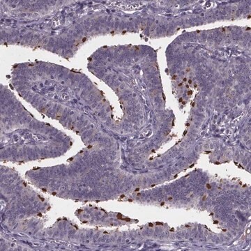 Anti-NPHP4 antibody produced in rabbit Prestige Antibodies&#174; Powered by Atlas Antibodies, affinity isolated antibody, buffered aqueous glycerol solution