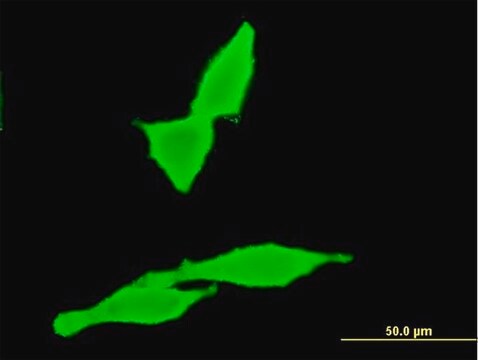 Monoclonal Anti-CNR2 antibody produced in mouse clone 3C7, purified immunoglobulin, buffered aqueous solution