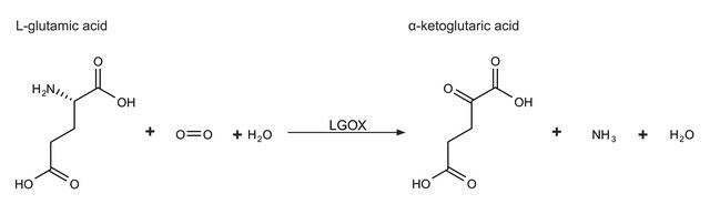 L-グルタミン酸オキシダーゼ 放線菌由来 recombinant, expressed in E. coli