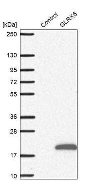 Anti-GLRX5 antibody produced in rabbit Prestige Antibodies&#174; Powered by Atlas Antibodies, affinity isolated antibody, buffered aqueous glycerol solution