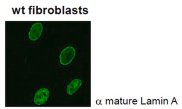 Anti-Lamin A (mature) Antibody, clone 4A4-A4 clone 4A4-A4, from mouse