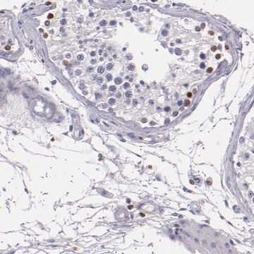 Anti-CDKL5 antibody produced in rabbit Prestige Antibodies&#174; Powered by Atlas Antibodies, affinity isolated antibody, buffered aqueous glycerol solution