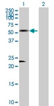 Anti-AZIN1 antibody produced in rabbit purified immunoglobulin, buffered aqueous solution