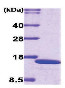 IRF2 human recombinant, expressed in E. coli, &#8805;95% (SDS-PAGE)