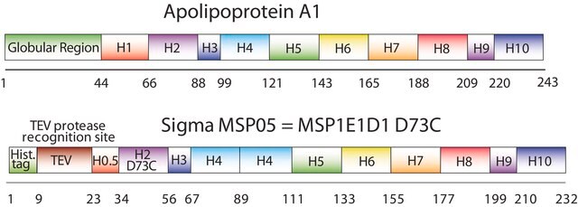 Membrane Scaffold Protein 1E1D1 D73C recombinant, expressed in E. coli, Cysteine substituted at position 73