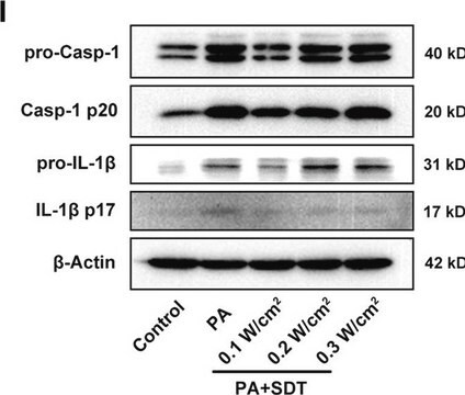 Anti-CASP1 antibody produced in rabbit Prestige Antibodies&#174; Powered by Atlas Antibodies, affinity isolated antibody, buffered aqueous glycerol solution