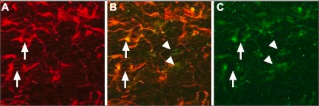 Anti-Pro-NGF antibody produced in rabbit affinity isolated antibody, lyophilized powder