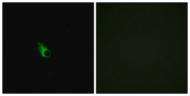 Anti-OR52E1 antibody produced in rabbit affinity isolated antibody