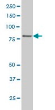 Monoclonal Anti-TTF2 antibody produced in mouse clone 3F7, purified immunoglobulin, buffered aqueous solution