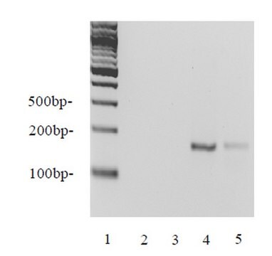 EZ-Zyme&#8482; 染色质制备试剂盒 Contains proprietary reagents optimized for the enzymatic shearing of chromatin from mammalian cells at higher resolution than sonication for use in chromatin immunoprecipitation (ChIP) assays.