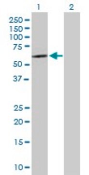 Anti-SOX30 antibody produced in mouse purified immunoglobulin, buffered aqueous solution