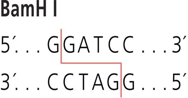 BamH I from Bacillus amyloliquefaciens H Restriction Enzyme