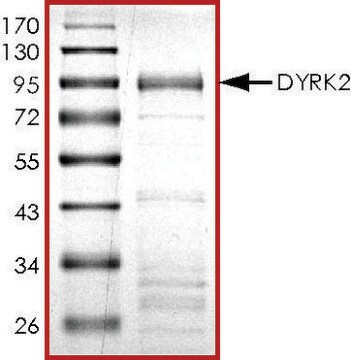 DYRK2, active, GST tagged human PRECISIO&#174;, recombinant, expressed in E. coli, &#8805;70% (SDS-PAGE), buffered aqueous glycerol solution