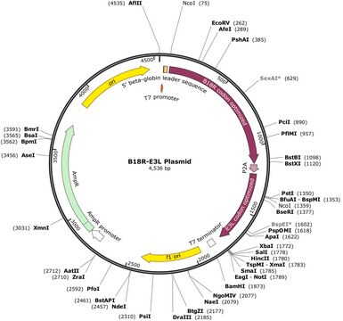 Plásmido B18R-E3L (codón humano optimizado para B18R y E3L) To strongly suppress more interferon responses than single B18R to enable more expression of a Simplicon&#174; RNA or regular mRNA(s).