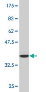 Monoclonal Anti-GLRA1 antibody produced in mouse clone 2E7, purified immunoglobulin, buffered aqueous solution