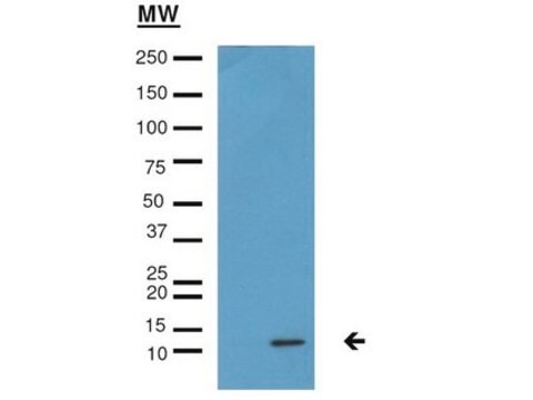 Anti-Monomethyl-Histon H4 (Lys20)-Antikörper from rabbit, purified by affinity chromatography