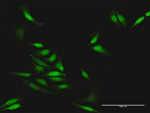 Anti-STAU2 antibody produced in rabbit purified immunoglobulin, buffered aqueous solution