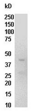 Raf-1 RBDタンパク質GST 300 &#181;g GST fusion-protein, corresponding to the human Ras Binding Domain (RBD, residues 1-149) of Raf-1, expressed in E. coli. with purity 50% at full length molecular weight 42 kDa. For use in Affinity Binding Assays