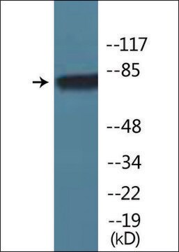 Anti-phospho-eEF2K (pSer366) antibody produced in rabbit affinity isolated antibody