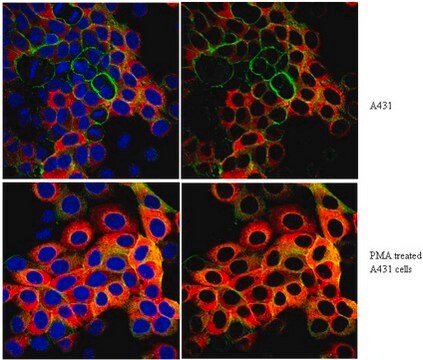 Anticorps anti-phospho-protéine-ribosomique&nbsp;S6 (Ser240/Ser244) from rabbit, purified by affinity chromatography