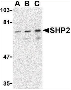 Anti-SHP2 (ab1) antibody produced in rabbit affinity isolated antibody, buffered aqueous solution