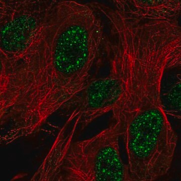 Anti-ZNF441 antibody produced in rabbit Prestige Antibodies&#174; Powered by Atlas Antibodies, affinity isolated antibody