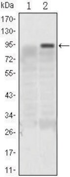 Monoclonal Anti-KLF4 antibody produced in mouse clone 1E6, ascites fluid