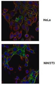 Anticorps anti-phospho Drebrin (Ser142), clone&nbsp;3C14 clone 3C14, from mouse