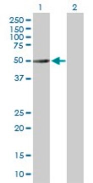 Anti-H2-ALPHA antibody produced in mouse purified immunoglobulin, buffered aqueous solution