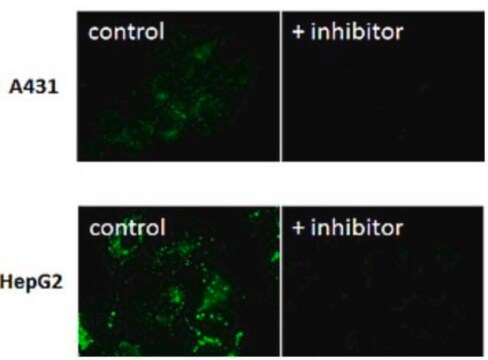 BioTracker 525 Green GGT Dye Live cell imaging dye for Gamma-glutamyltransferase (GGT) for cancer research applications.