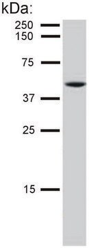 Monoclonal Anti-Cytokeratin 8 antibody produced in mouse clone C-51