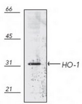 Anti-Heme Oxygenase-1 Mouse mAb (HO-1-1) liquid, clone HO-1-1, Calbiochem&#174;