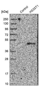 抗-HS3ST1 兔抗 Prestige Antibodies&#174; Powered by Atlas Antibodies, affinity isolated antibody, buffered aqueous glycerol solution