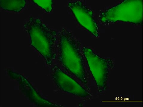 Monoclonal Anti-IBRDC1 antibody produced in mouse clone 4B1, purified immunoglobulin, buffered aqueous solution