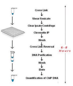 Imprint&#174; Chromatin Immunopreciptitation Kit Complete ChIP reaction in 6 hours in flexible strip well format